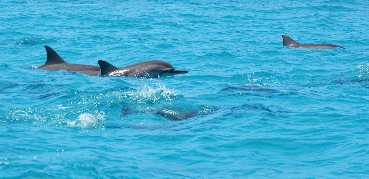 Swimming with Dolphins and Sharks