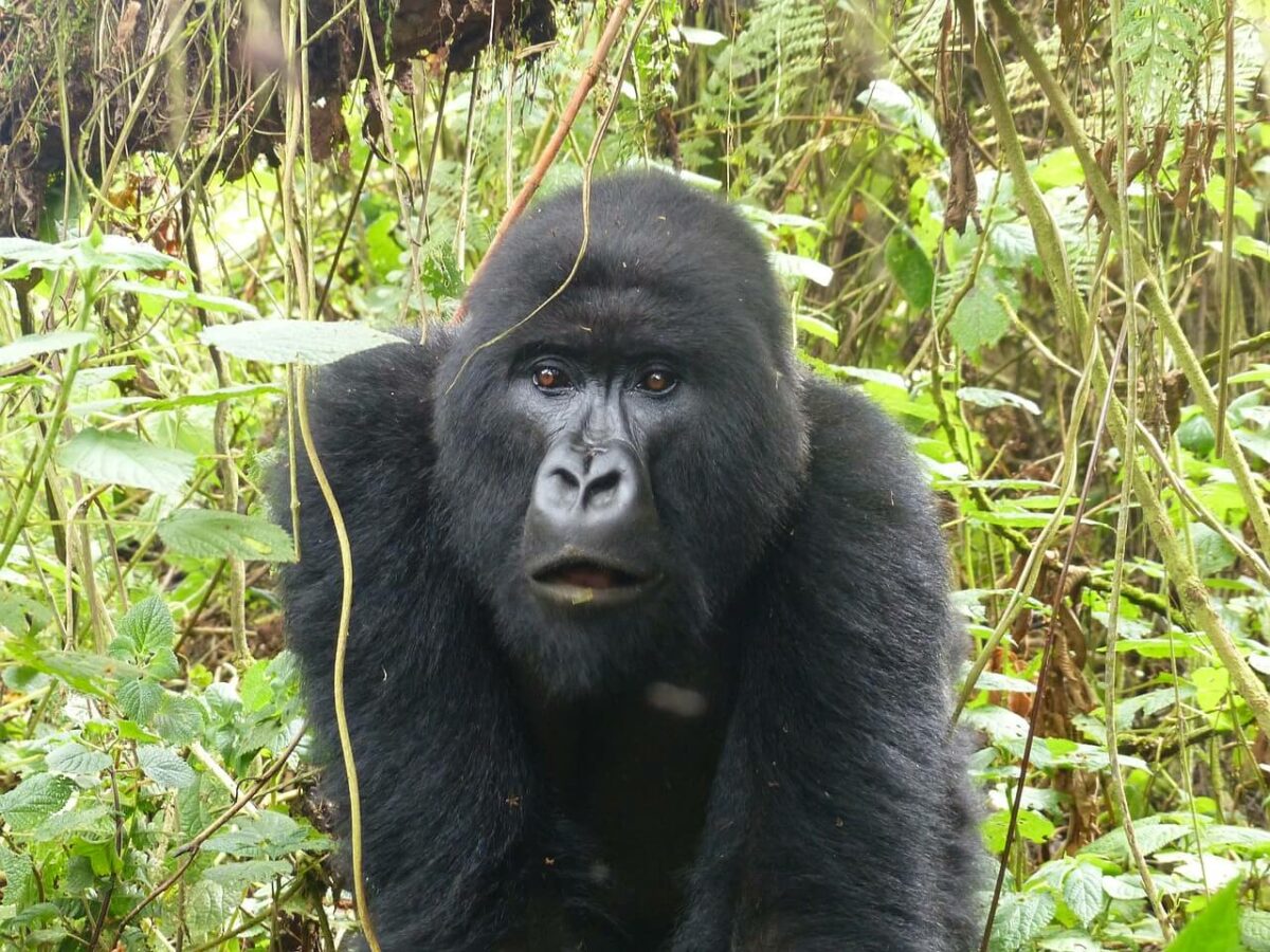 Trekking des gorilles du Rwanda