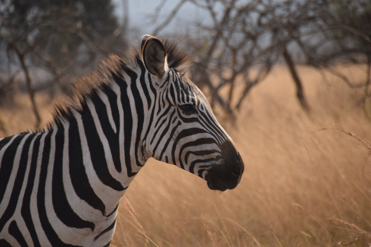 Safari dans le parc national des volcans au Rwanda