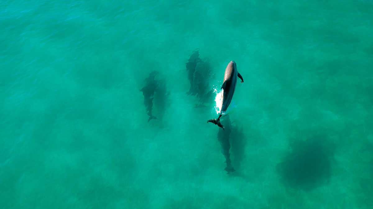 Swimming with Dolphins