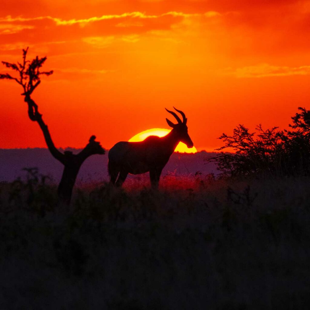 Meilleures destinations de vacances au Kenya - Gazelle