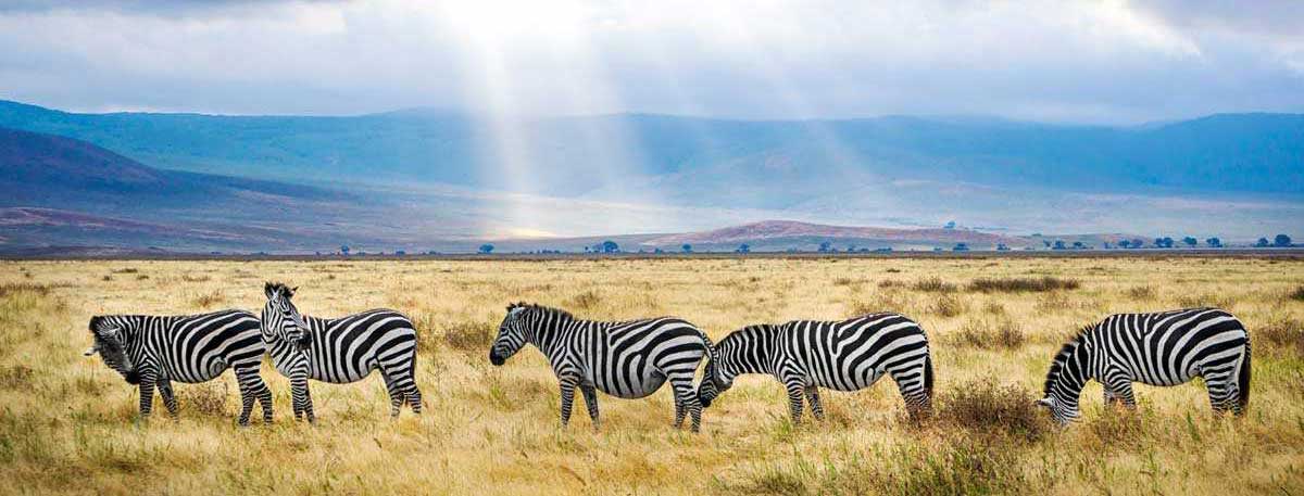 Safari in Tanzania , Ngorongoro Crater - Migration of Wildebeest in Serengeti Park - Buffalos - safari in Tanzania and Zanzibar beach holiday