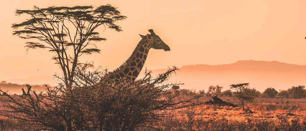 Migration des gnous dans le parc du Serengeti - Girafe - safari en Tanzanie et vacances à la plage à Zanzibar
