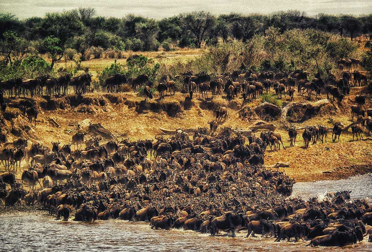 Herds Migration sightseeing - safari in Tanzania and Zanzibar beach holiday