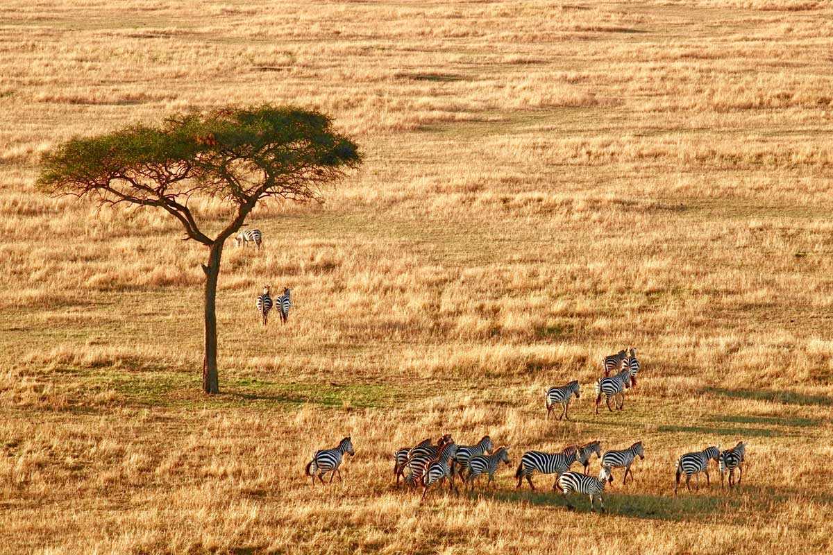 Safari Destination Serengeti National Park Zebras