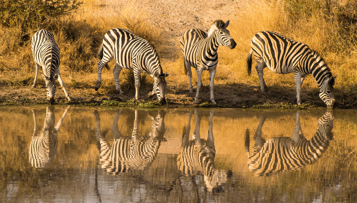 Planning a South safari in Africa