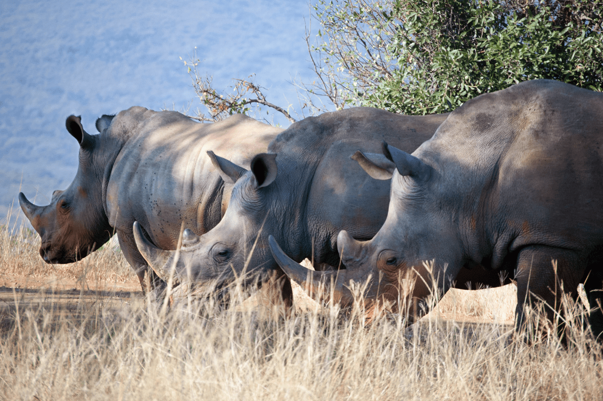 Planning a South safari in Africa