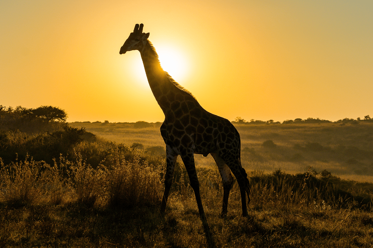 Planning a South safari in Africa