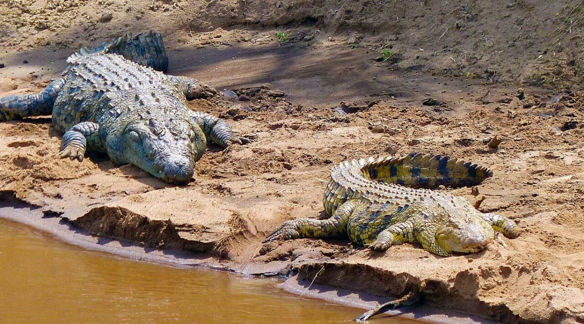 Crocodile de safari au Kenya