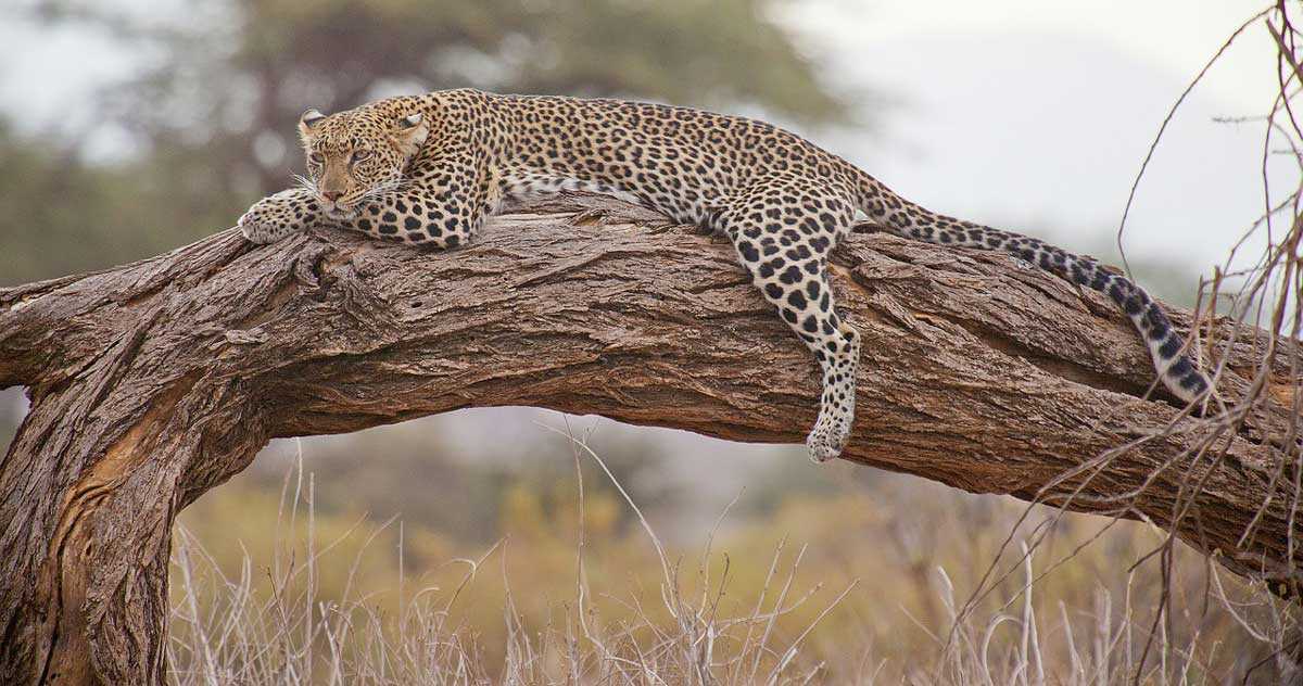 Safari au Kenya 