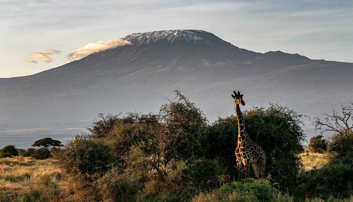 Safari dans le parc national du Kilimandjaro en Tanzanie 