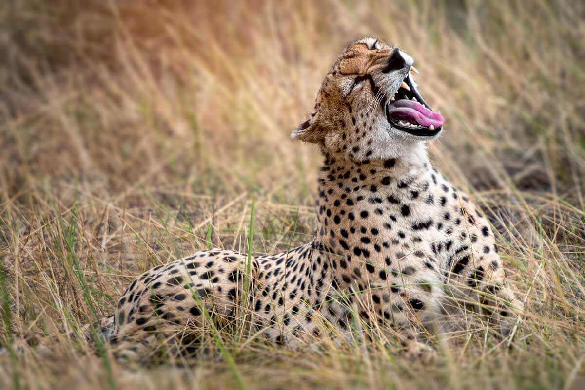 Hifadhi ya Taifa ya Leopard Serengeti