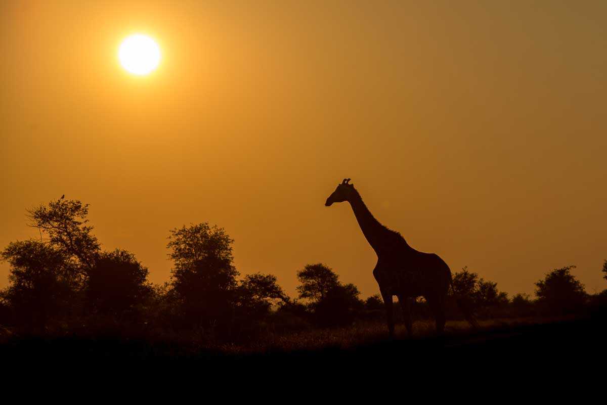 Giraffe - Safari in Kruger National Park tips - explore one of Africa's most famous national parks