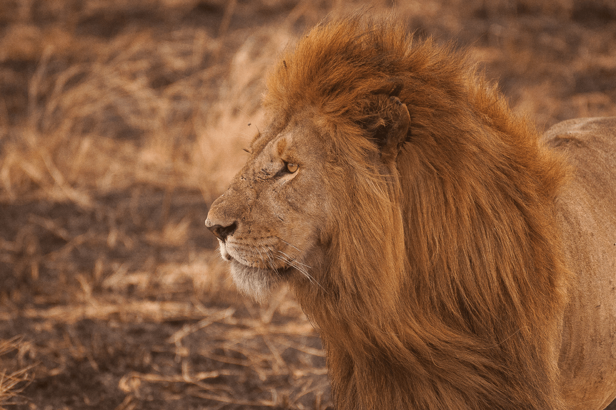 Lion - Planning a Luxury Safari in Tanzania