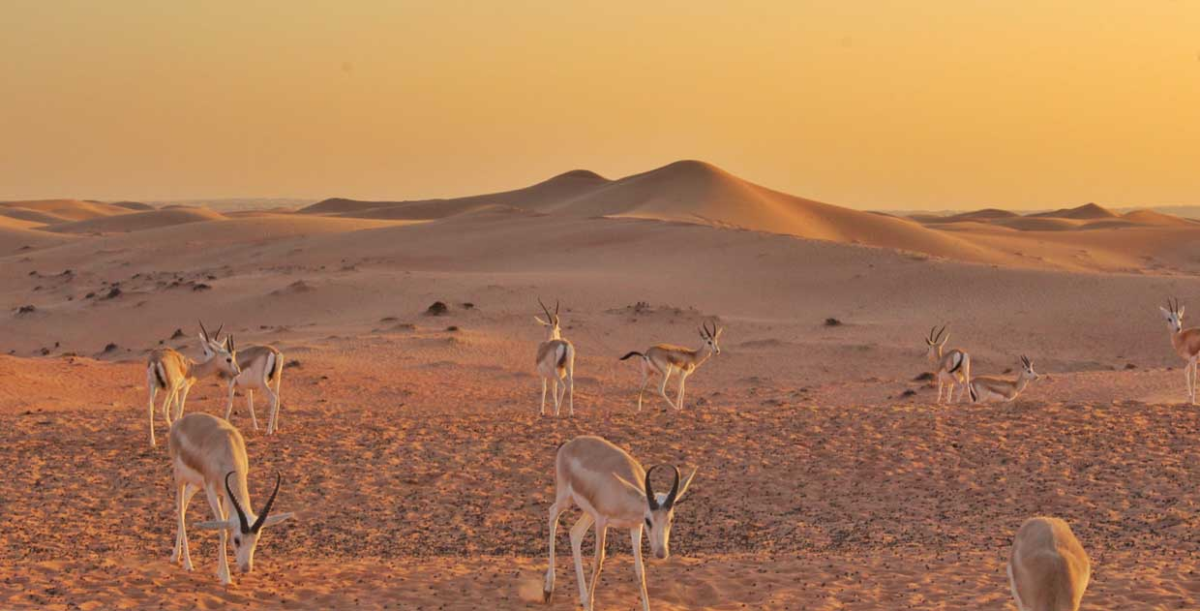 Dubai Desert Conservation Reserve